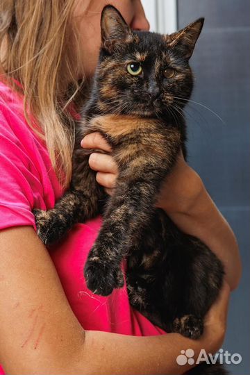 Милая кошечка пеструшка в ваши добрые руки