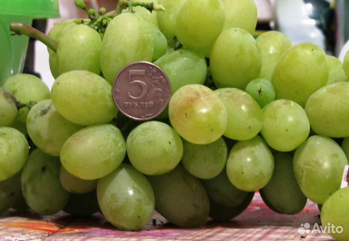 Саженцы винограда