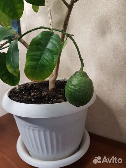 Лимон комнатный, взрослое растение, лимонное дерев