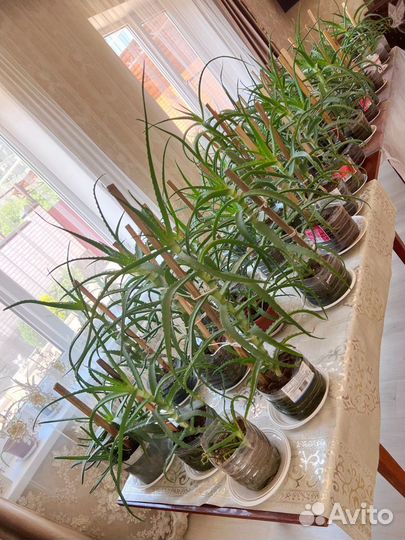 Алоэ лечебный