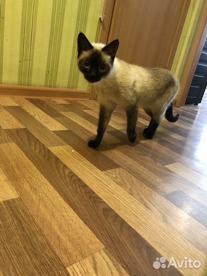 Кошка в дар бесплатно