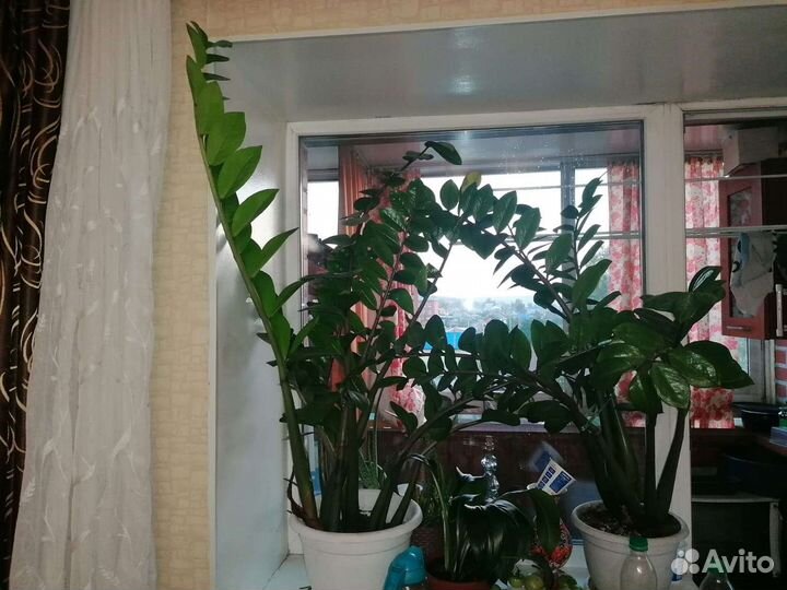 Замиокулькас (Долларовое дерево)