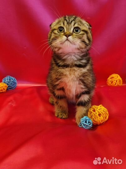 Шотландский золотой котенок