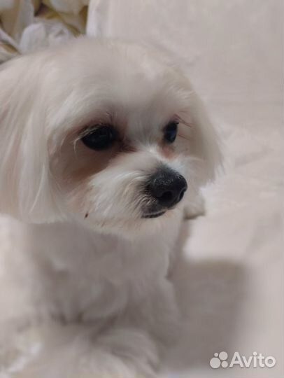 Бишон фризе вязка