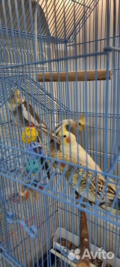 Корелла молодые