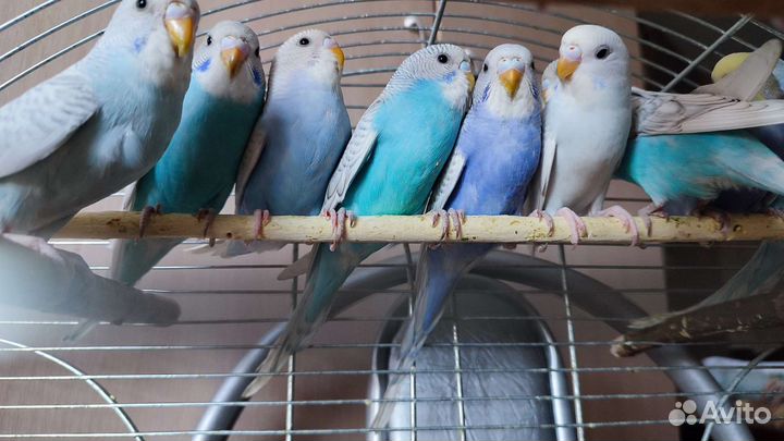 Волнистый попугай