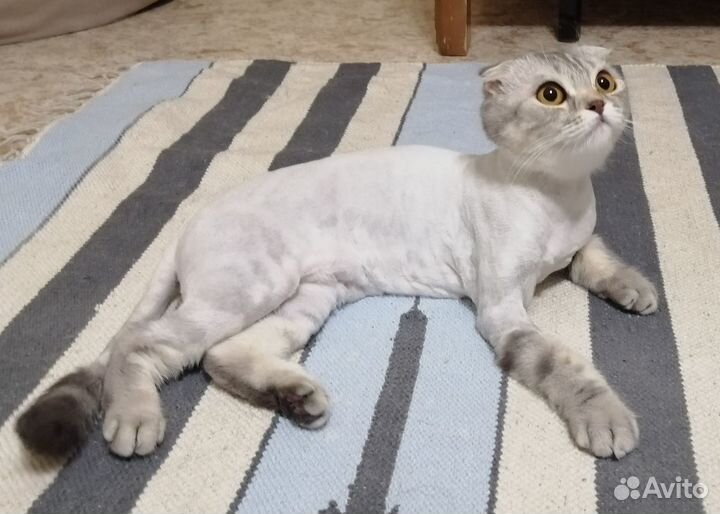 Стрижка кошек и собак в Тольятти. Грумер