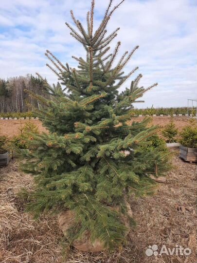 Ель голубая