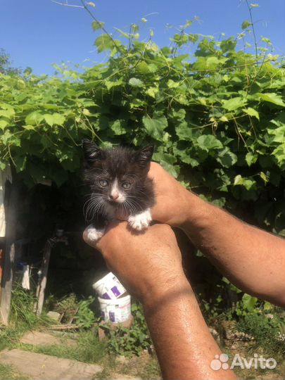 Котята безплатно