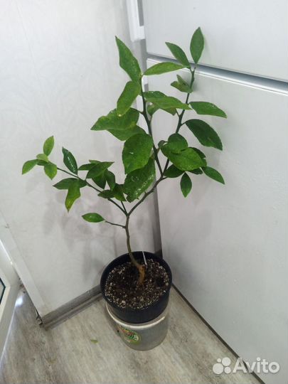 Цитрусовые растения в квартиру и дом