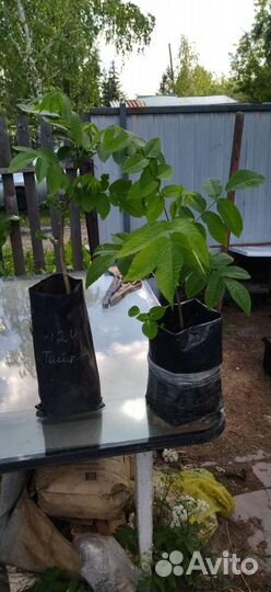 Усурийский орех