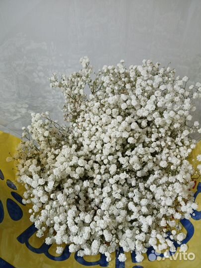 Свежие цветы опт