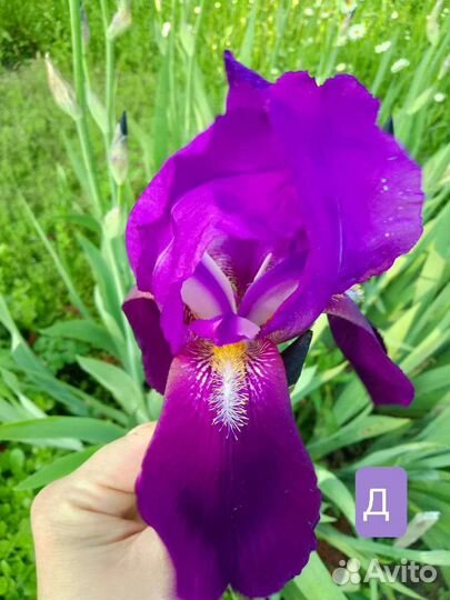 Ирис высокий бородатый