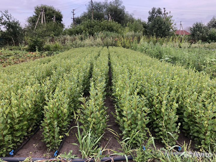 Сеянцы кизильника