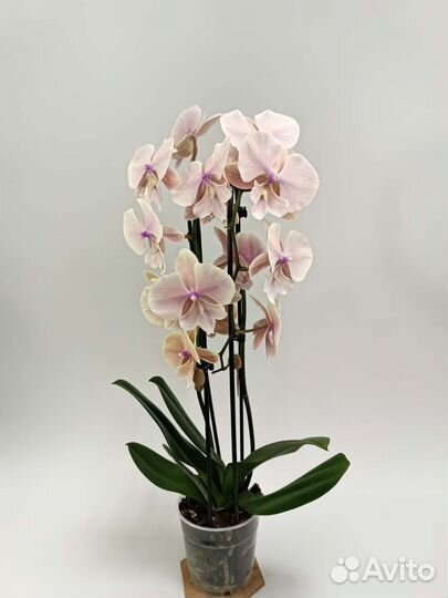 Орхидея Биг Лип Осенний Ветер два ствола