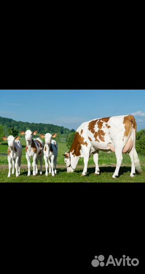 Молоко сметана творог коровье домашнее