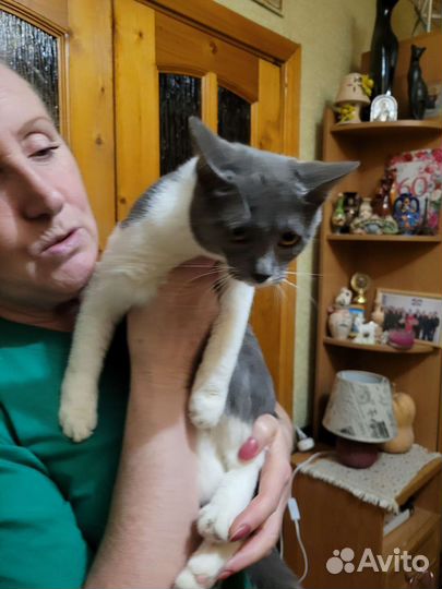 Кошка мышка