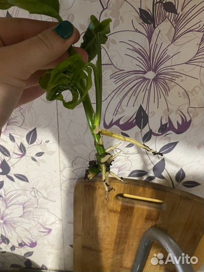 Монстера манки