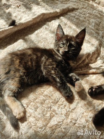 Мэйн-кун котята