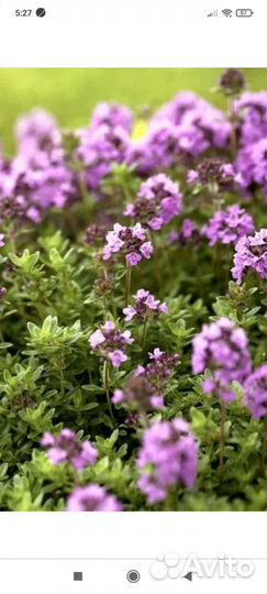 Саженцы - Мята, мелиса лимонная, чабрец