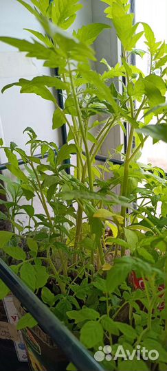 Помидоры,физалис