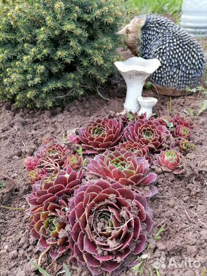 Молодило каменная роза