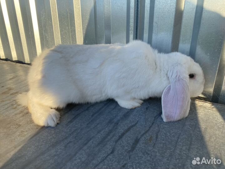 Кролики великаны