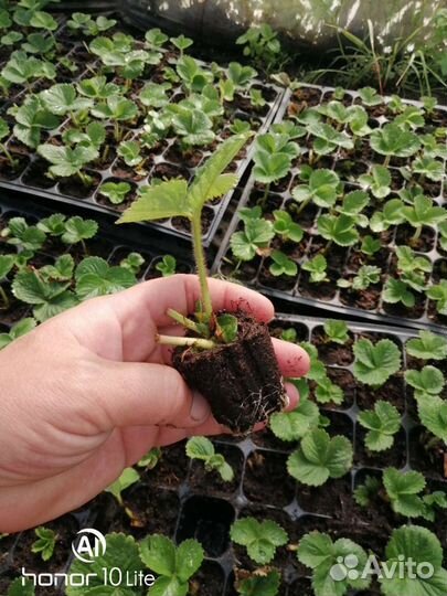 Касетная рассада ремонтантной клубники альбион