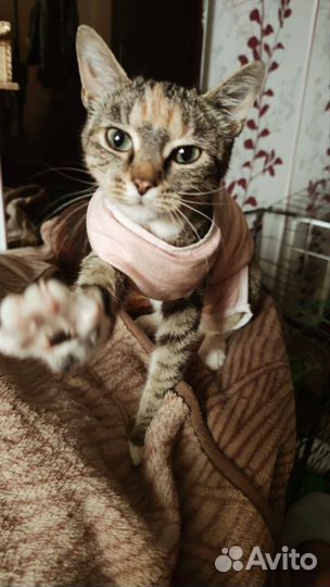 Кошка котёнок балерина