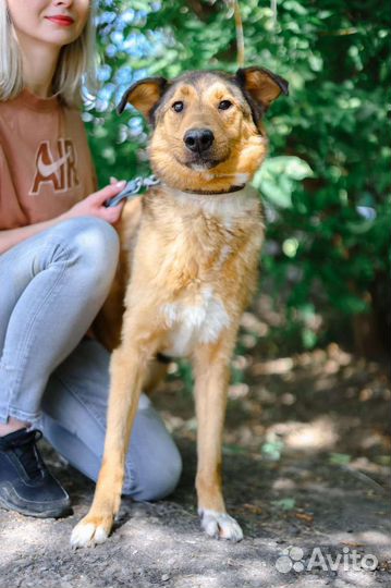 Собака из приюта в добрые руки