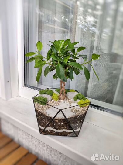 Флорариум Бонсай