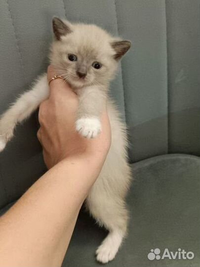 Котенок мальчик