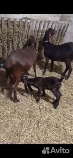 Козлята и козы Камори