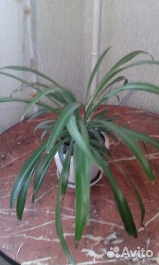 Хлорофитум