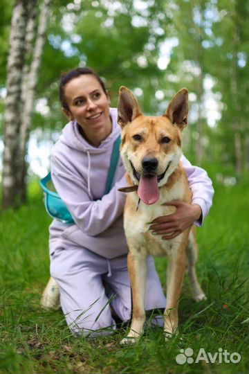 Домашний пёс оказался в приюте