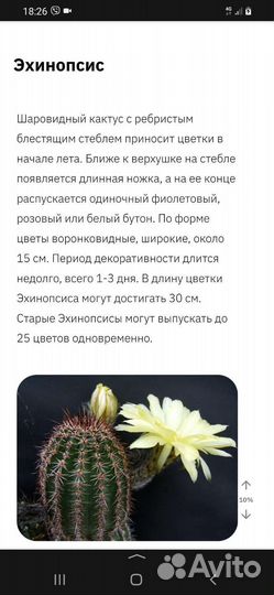 Большой кактус цветущий