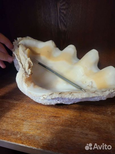 Ракушка огромная морская