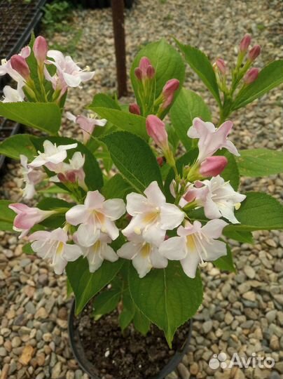 Декоративные кустарники