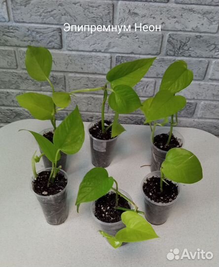 Эпипремнумы сортовые