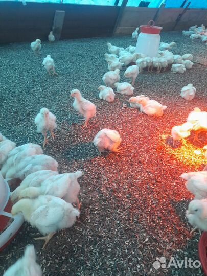 Птицы домашние куры