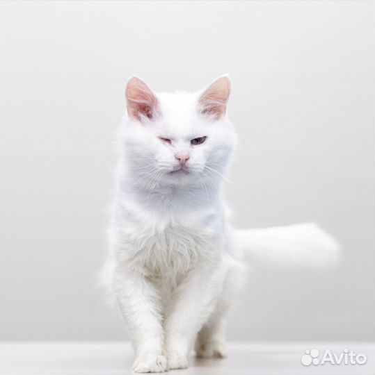 Турецкая ангора