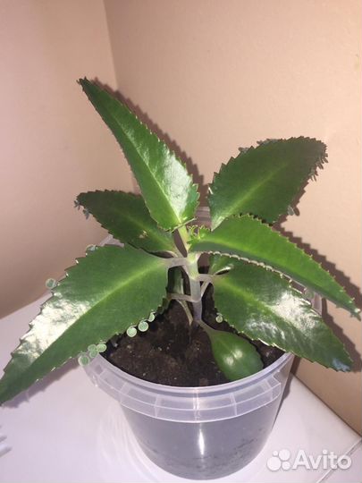 Каланхоэ лечебное