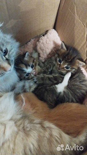 Котята в добрые руки даром Казань