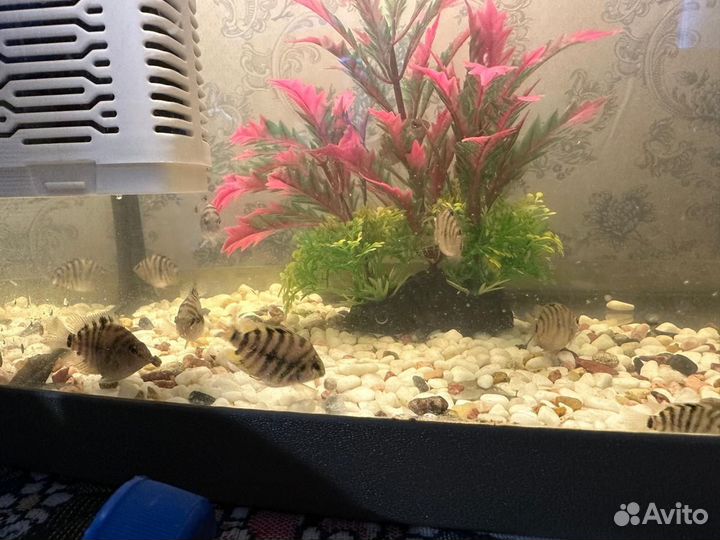 Сапфировый попугай