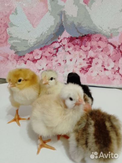 Цыплята