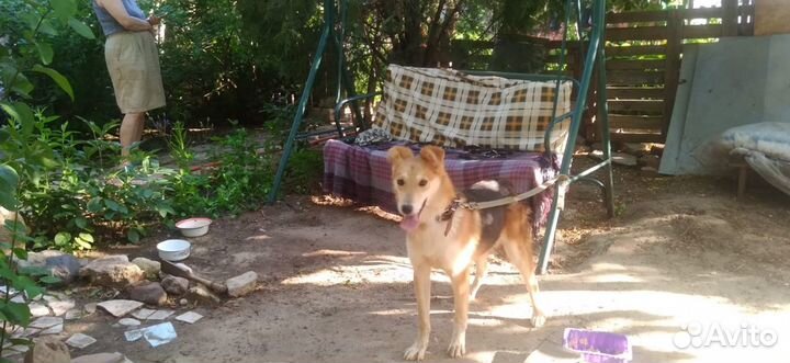 Собачка 11 мес