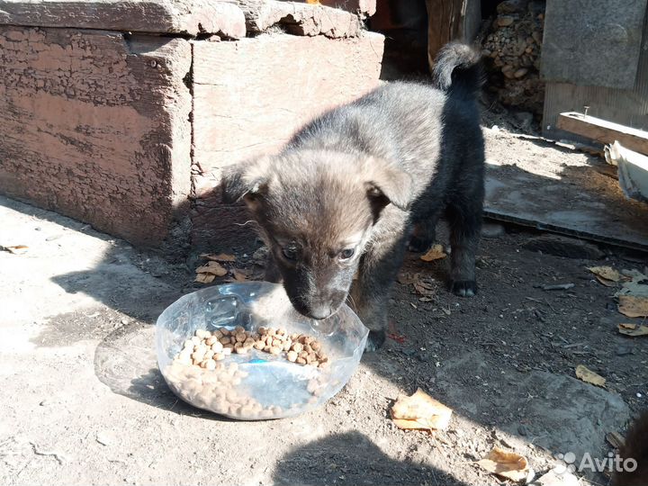 Щенки в добрые руки