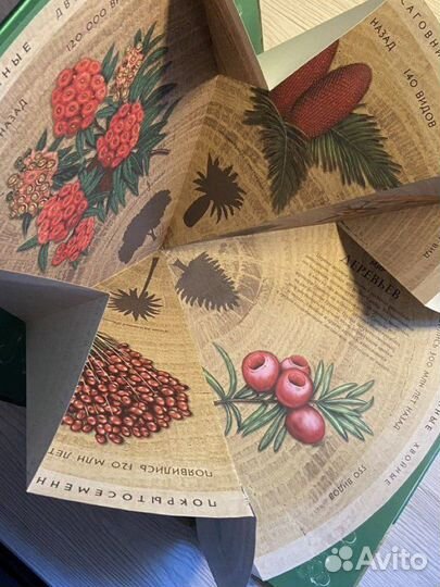 Энциклопедия Растения Берни Дэвид