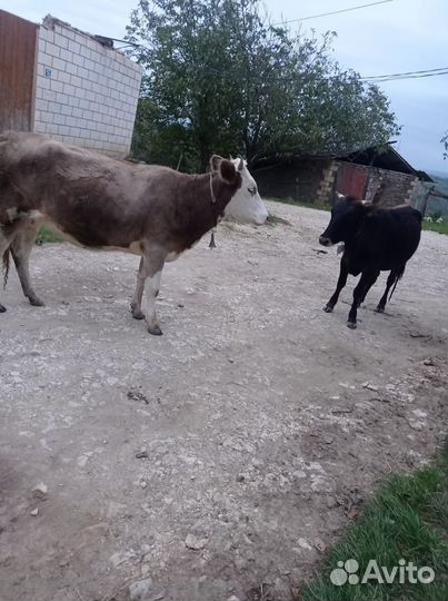 Коровы и тёлки