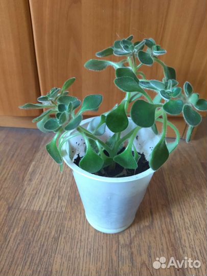 Аихризон дерево любви)